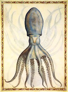 Giorgio Liberale - Common octopus - WGA12972