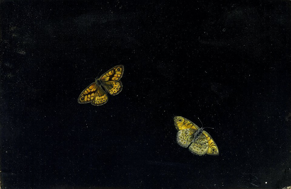 Giovanna Garzoni Zwei Schmetterlinge 1