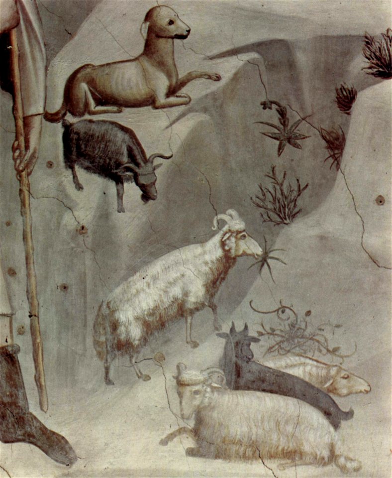 Giotto di Bondone 015