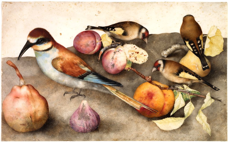 Giovanna Garzoni (Italian, 1600-1670), Jacopo Ligozzi (Italian, 1547-1626) - Still Life with Birds and Fruit - 1955.140 - Cleveland Museum of Art