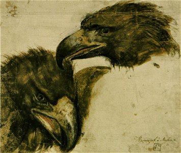 Giovanni da Udine - Études tête d'aigle