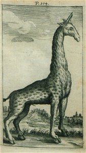 Giraffe - Busbeck Avgerii Gislenii Von - 1664