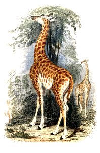 Giraffa camelopardalis1