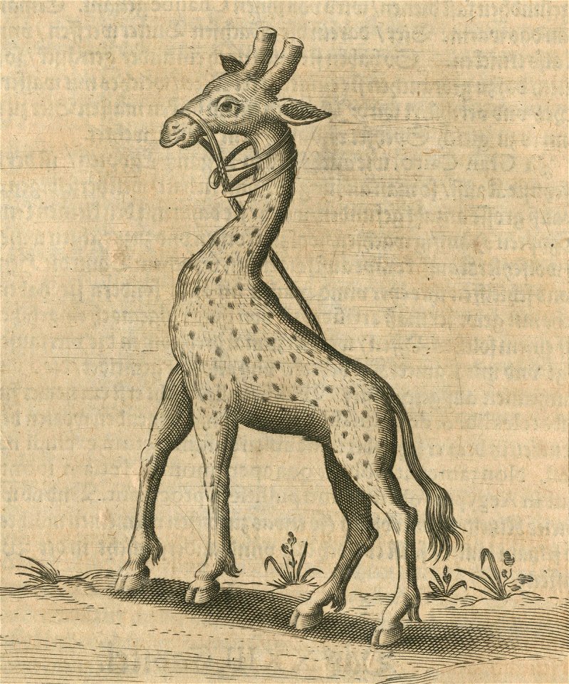 Giraffe that Jacob Breuning saw at the fortress of Cairo - Breuning Von Buchenbach Hans Jacob - 1612
