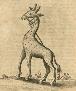 Giraffe that Jacob Breuning saw at the fortress of Cairo - Breuning Von Buchenbach Hans Jacob - 1612