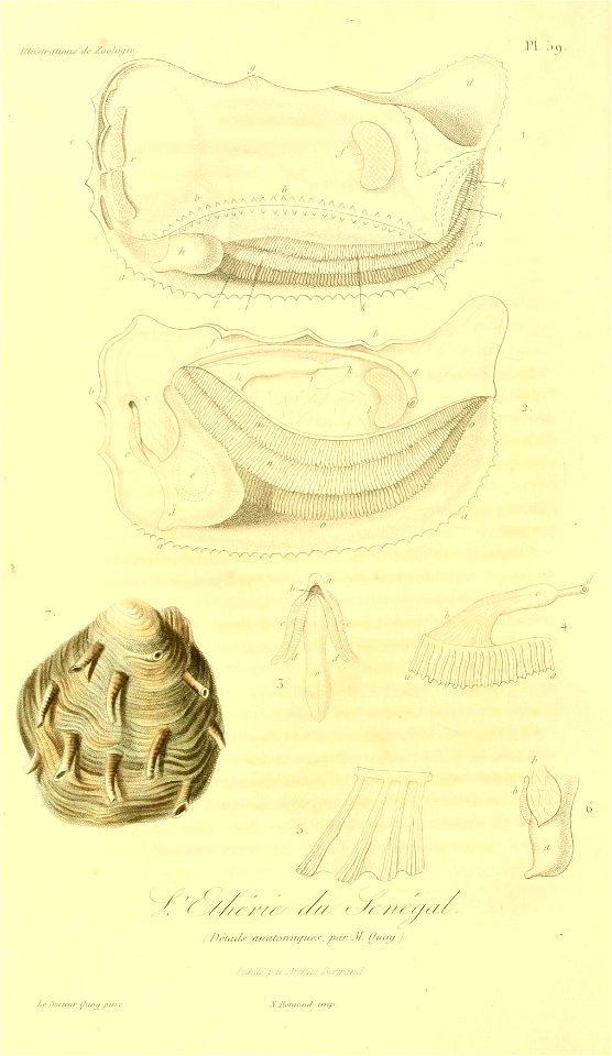 Etheria elliptica (2) 1831