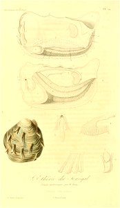 Etheria elliptica (2) 1831