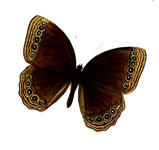 Ethope himachala 54 2