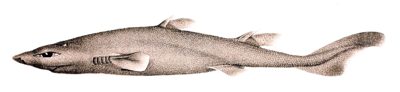 Etmopterus villosus