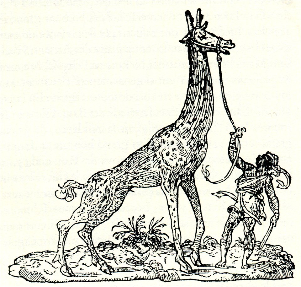 Giraffe - Thevet André - 1556