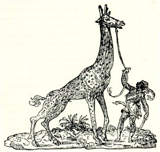 Giraffe - Thevet André - 1556