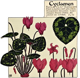 Etude de la plante - p.125 fig.163 - Cyclamen
