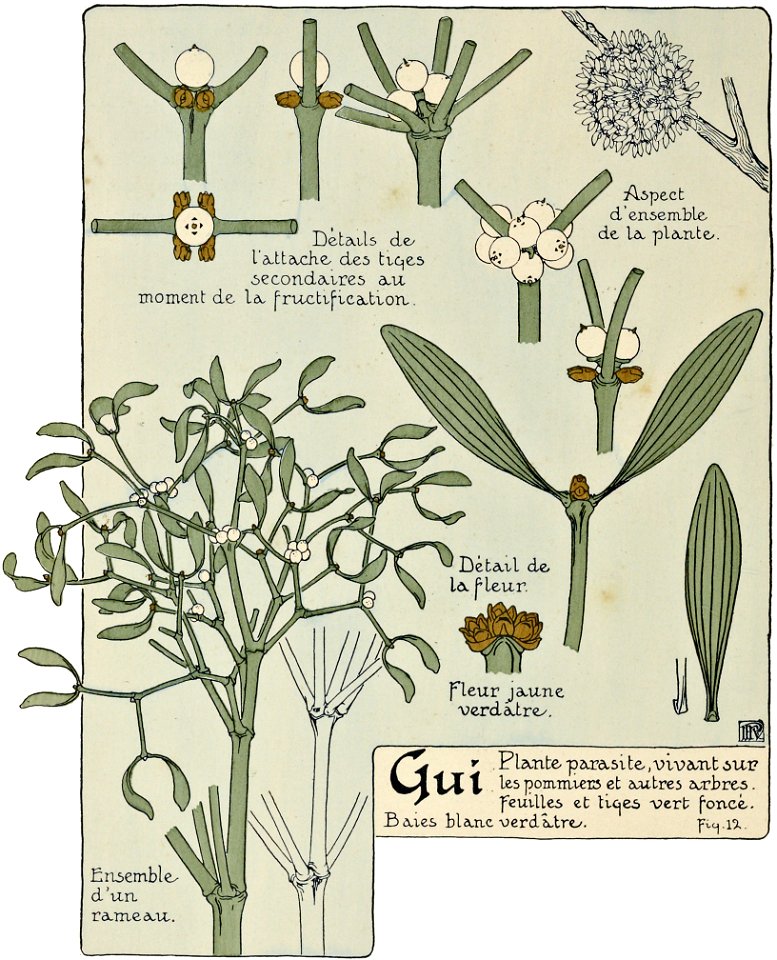 Etude de la plante - p.14 fig.12 - Gui