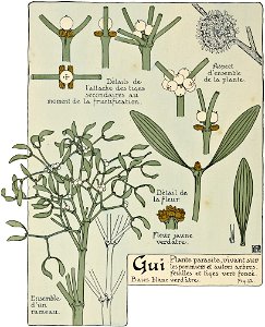 Etude de la plante - p.14 fig.12 - Gui