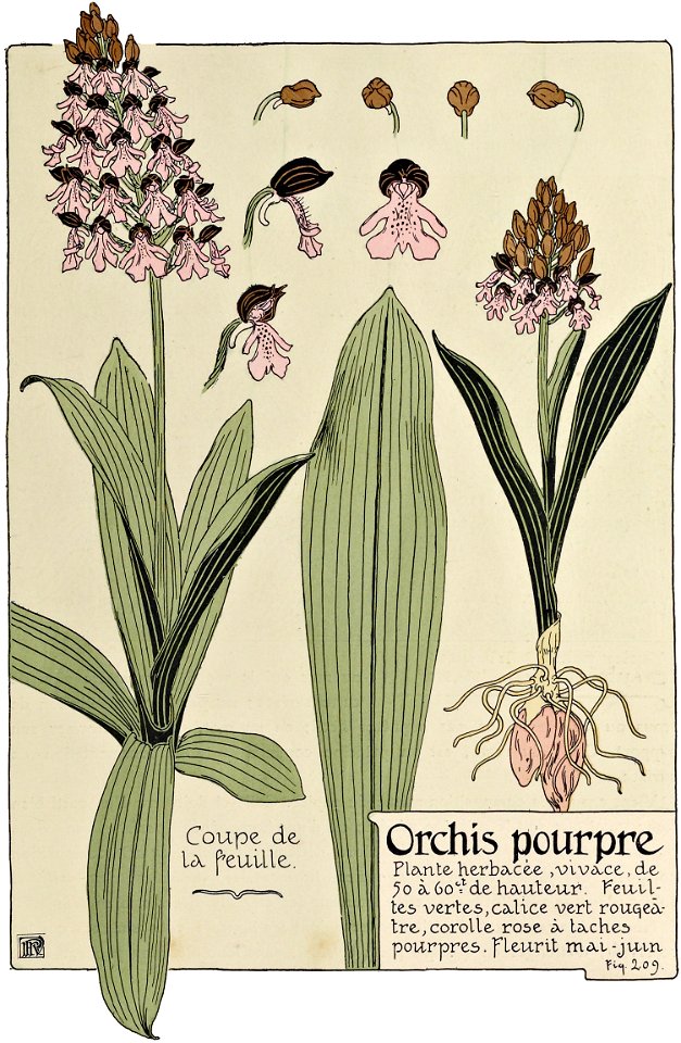 Etude de la plante - p.157 fig.209 - Orchis pourpre
