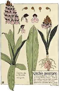 Etude de la plante - p.157 fig.209 - Orchis pourpre