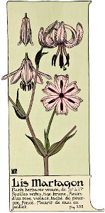 Etude de la plante - p.176 fig.228 - Lis martagon