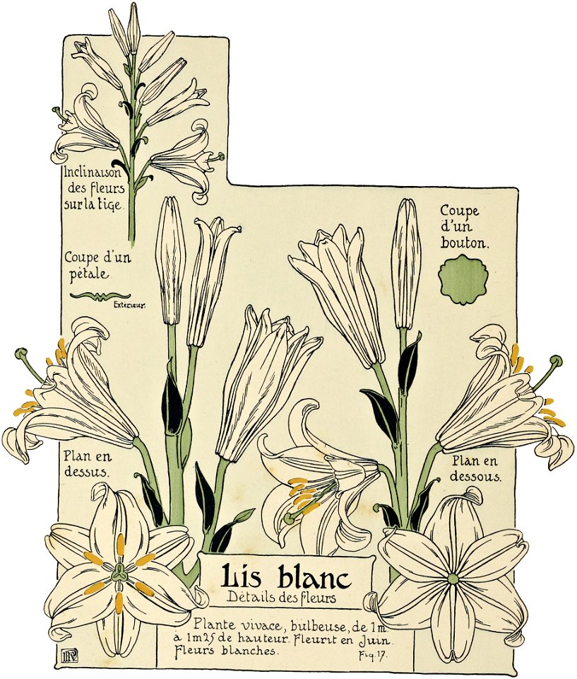 Etude de la plante - p.20 fig.17 - Lis blanc, fleur