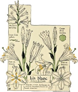 Etude de la plante - p.20 fig.17 - Lis blanc, fleur