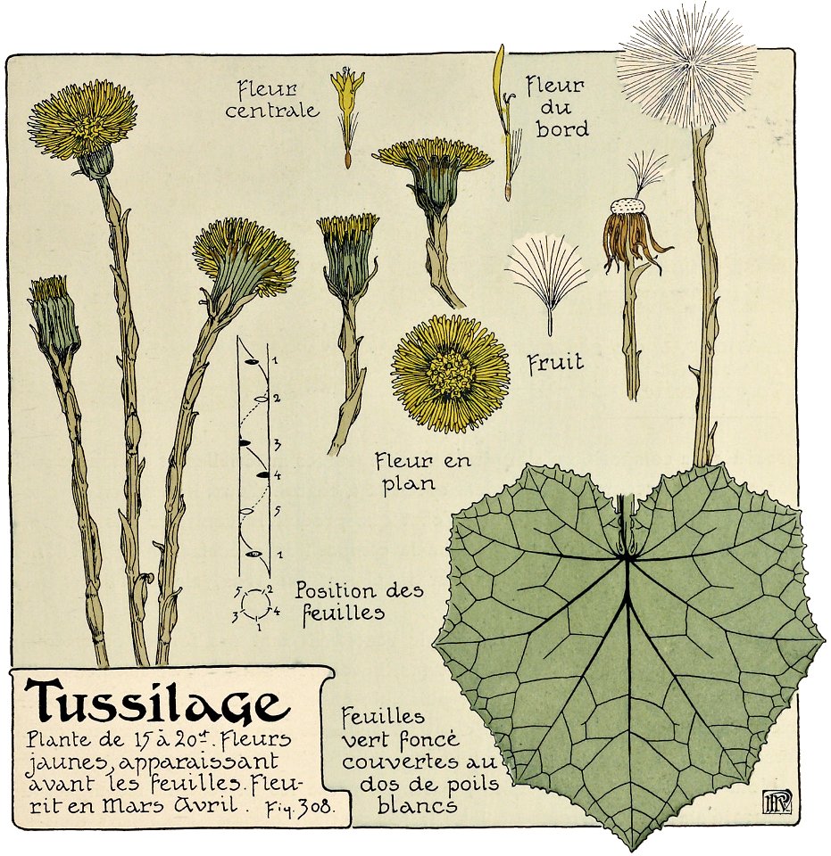 Etude de la plante - p.257 fig.308 - Tussilage