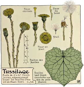 Etude de la plante - p.257 fig.308 - Tussilage