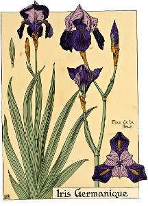 Etude de la plante - p.39 fig.36 - Iris d'Allemagne