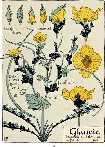Etude de la plante - p.61 fig.71 - Glaucienne jaune