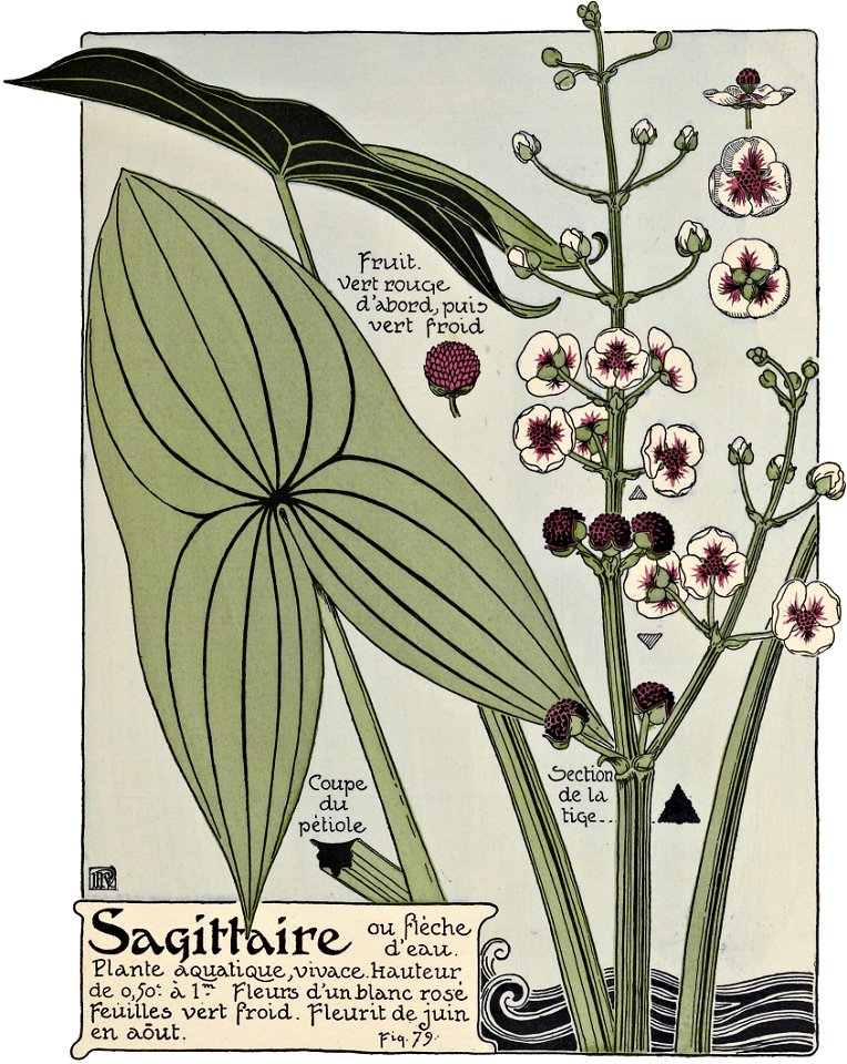 Etude de la plante - p.69 fig.79 - Sagittaire