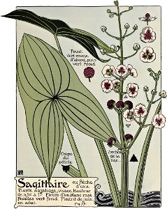 Etude de la plante - p.69 fig.79 - Sagittaire
