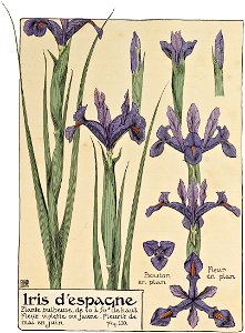Etude de la plante - p.83 fig.110 - Iris d'Espagne