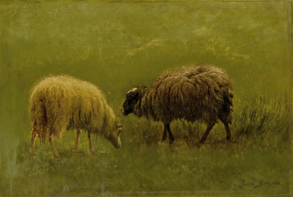 Etude de moutons 2008 PAR 05523 0092 