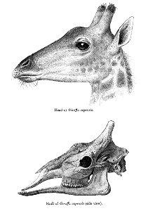 GiraffaCapensisSmit