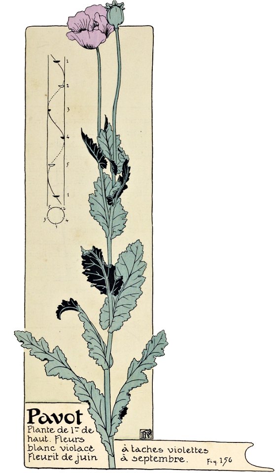 Etude de la plante - p.117 fig.156 - Pavot
