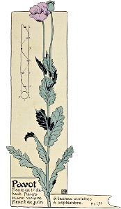 Etude de la plante - p.117 fig.156 - Pavot
