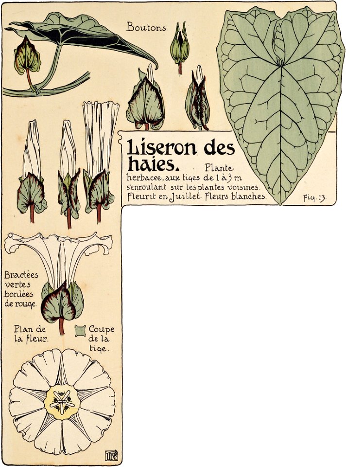 Etude de la plante - p.15 fig.13 - Liseron des haies
