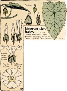 Etude de la plante - p.15 fig.13 - Liseron des haies