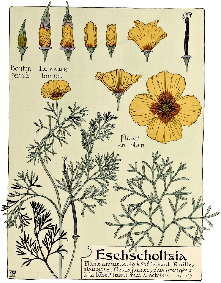 Etude de la plante - p.163 fig.215 - Pavot de Californie