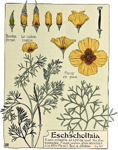 Etude de la plante - p.163 fig.215 - Pavot de Californie