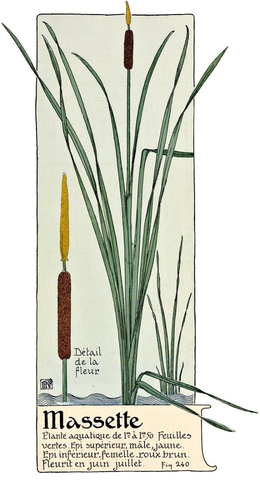 Etude de la plante - p.189 fig.240 - Massette