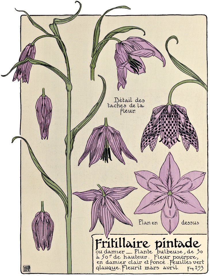 Etude de la plante - p.243 fig.293 - Fritillaire pintade