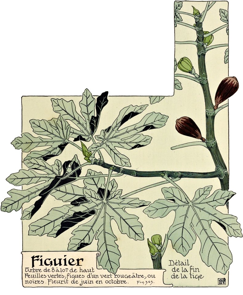 Etude de la plante - p.293 fig.343 - Figuier