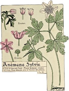 Etude de la plante - p.33 fig.28 - Anémone sylvie
