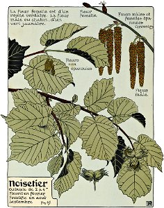 Etude de la plante - p.56 fig.65 - Noisetier