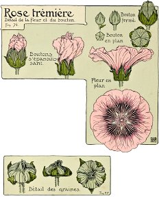 Etude de la plante - p.64 fig.75 - Rose trémière