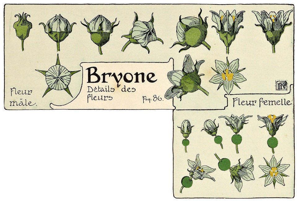 Etude de la plante - p.73 fig.86 - Bryone dioïque, fleurs