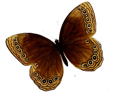 Ethope himachala 54 3
