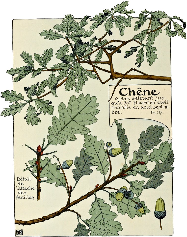 Etude de la plante - p.90 fig.117 - Chêne