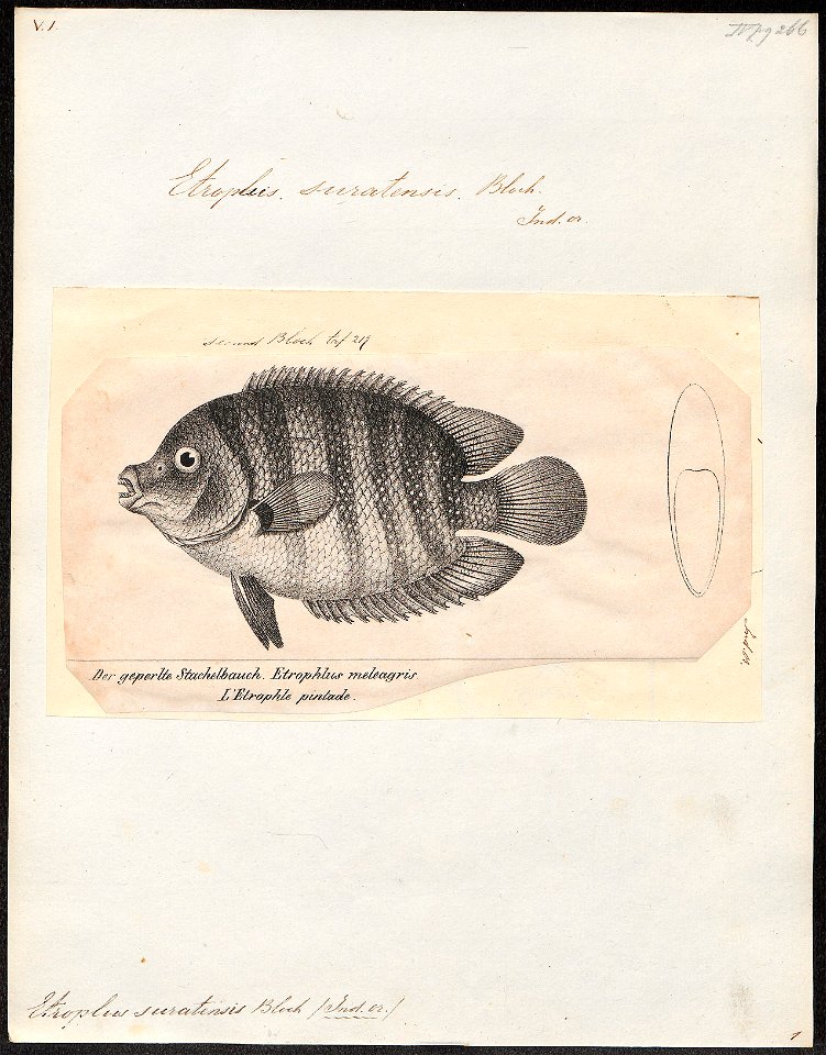 Etroplus suratensis - 1809-1845 - Print - Iconographia Zoologica - Special Collections University of Amsterdam - UBA01 IZ14000054