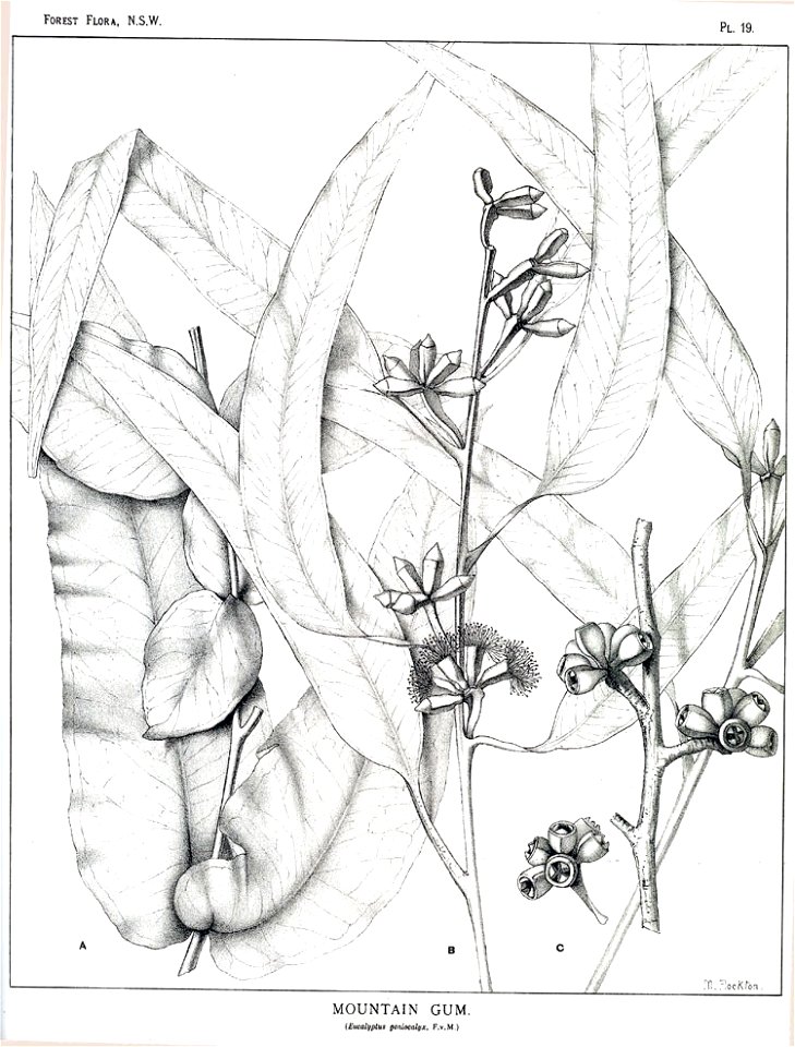 Eucalyptus goniocalyx00