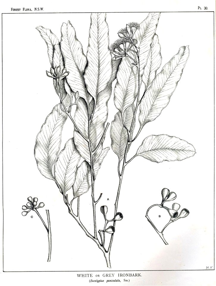 Eucalyptus paniculata00